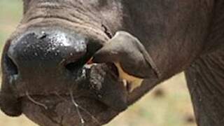 Yellow-billed Oxpecker