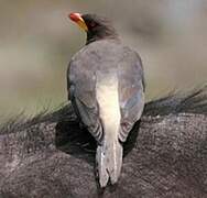 Yellow-billed Oxpecker