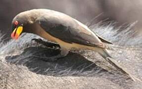 Yellow-billed Oxpecker