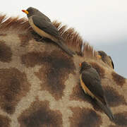 Yellow-billed Oxpecker