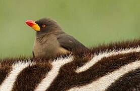 Yellow-billed Oxpecker