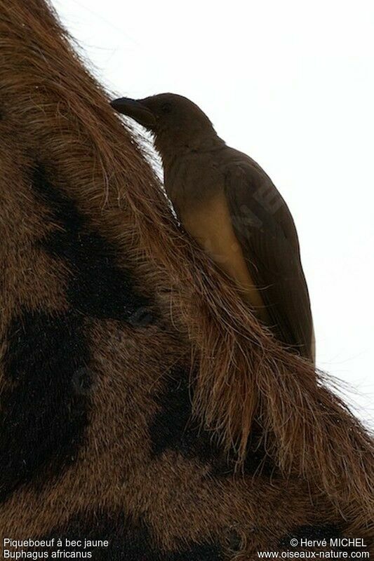 Yellow-billed Oxpeckerjuvenile