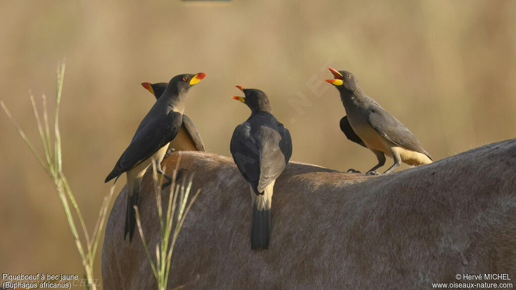 Yellow-billed Oxpecker