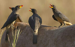 Yellow-billed Oxpecker