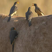 Yellow-billed Oxpecker