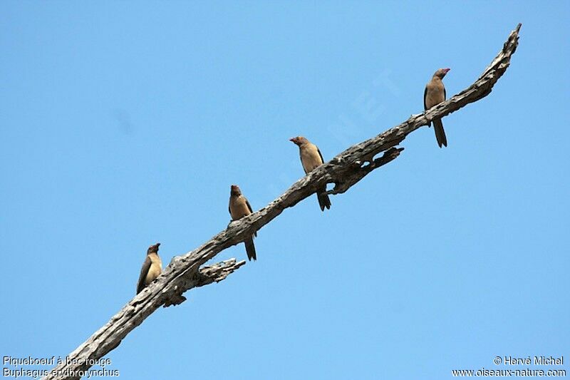 Red-billed Oxpecker