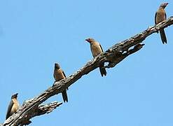 Red-billed Oxpecker