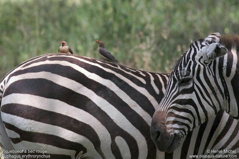 Red-billed Oxpecker