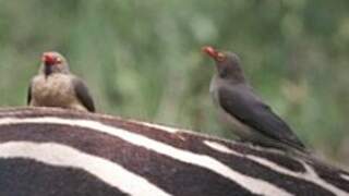 Red-billed Oxpecker