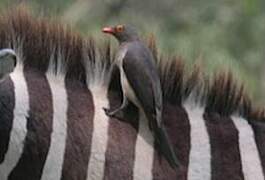 Red-billed Oxpecker