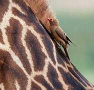 Red-billed Oxpecker