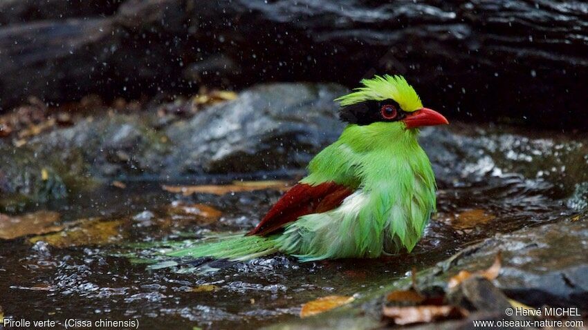 Common Green Magpieadult