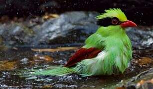 Common Green Magpie