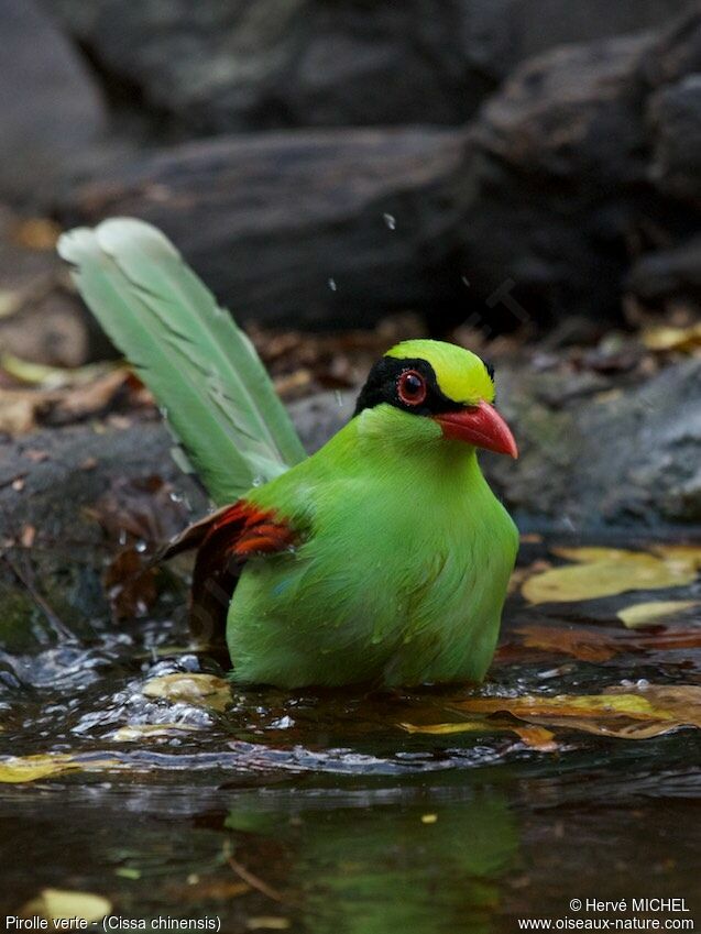 Common Green Magpie