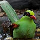 Pirolle verte