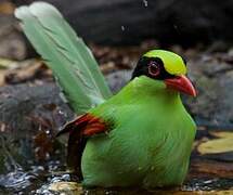 Common Green Magpie