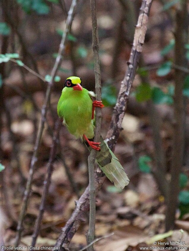 Common Green Magpie