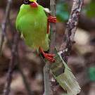 Pirolle verte