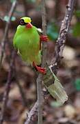 Common Green Magpie