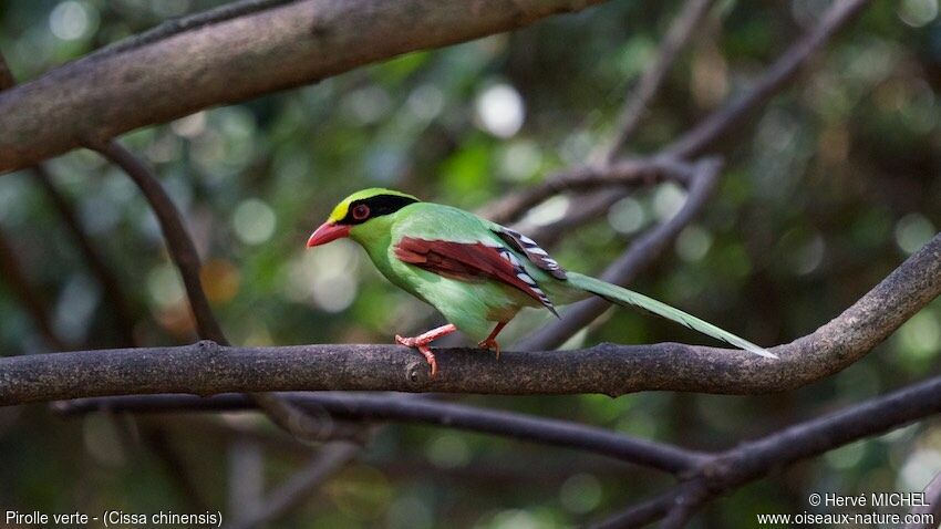 Common Green Magpie