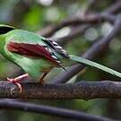 Pirolle verte