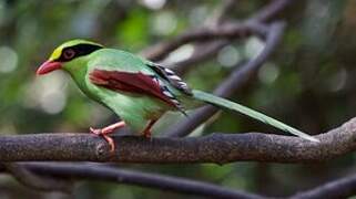 Common Green Magpie