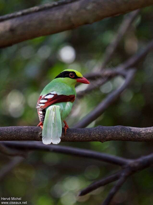 Common Green Magpieadult, aspect