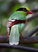 Common Green Magpie