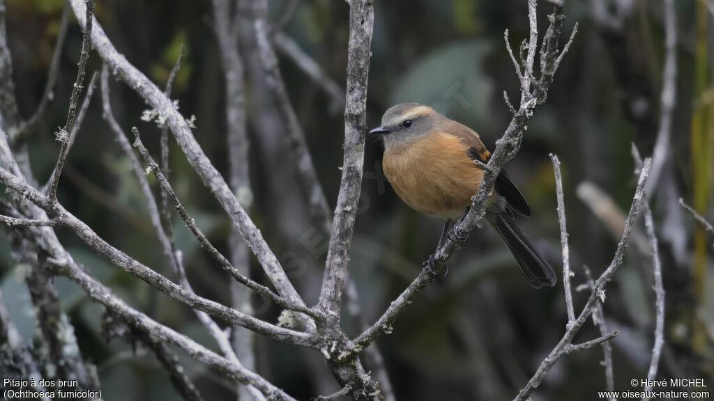 Brown-backed Chat-Tyrant