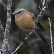 Brown-backed Chat-Tyrant