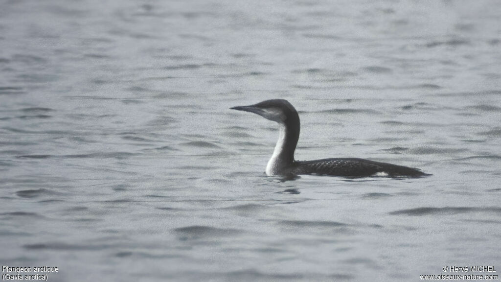 Plongeon arctique