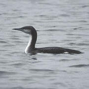 Black-throated Loon