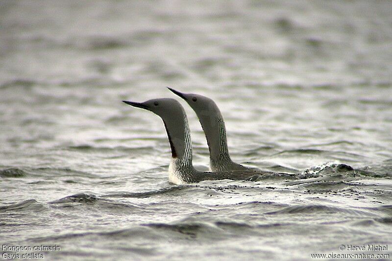 Plongeon catmarin 