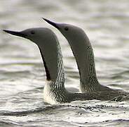 Red-throated Loon