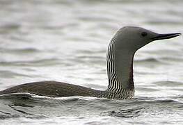 Plongeon catmarin