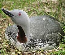 Red-throated Loon