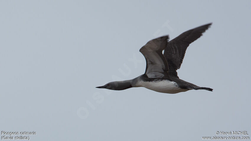 Red-throated Loonadult breeding