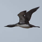 Red-throated Loon