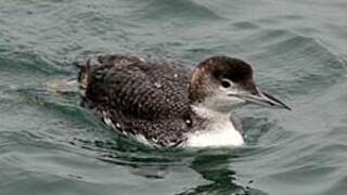 Common Loon