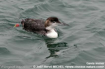 Common Loonimmature