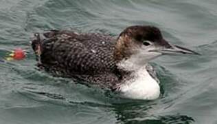 Common Loon