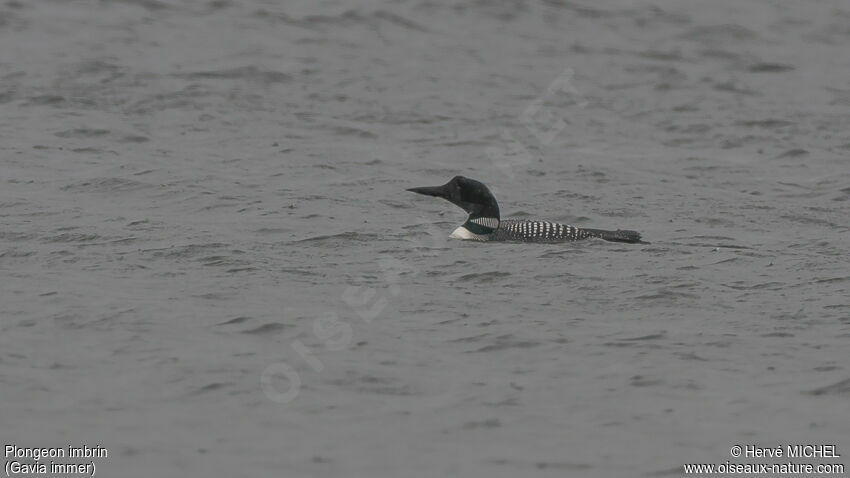 Common Loonadult breeding