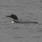 Common Loon