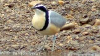 Egyptian Plover