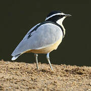 Egyptian Plover