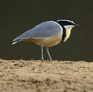 Egyptian Plover