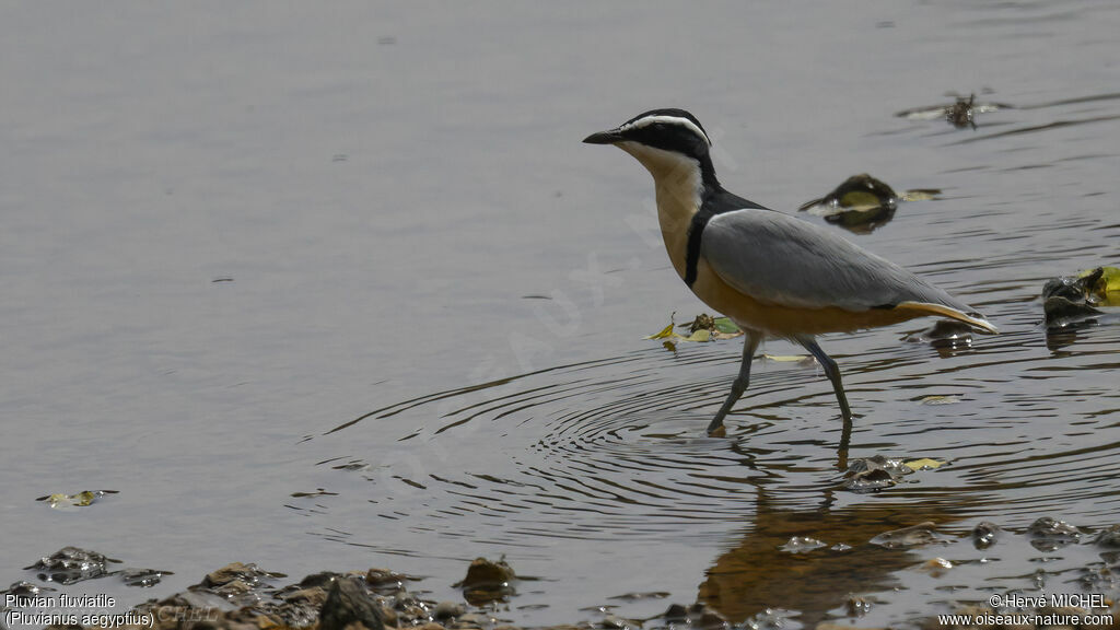 Egyptian Plover