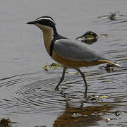 Egyptian Plover