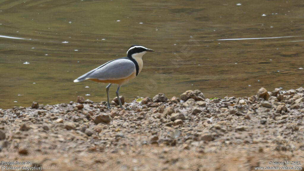 Egyptian Plover