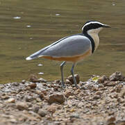 Egyptian Plover